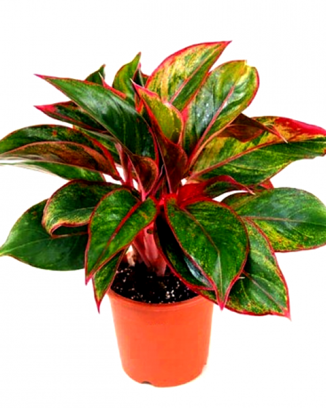 Aglaonema Red