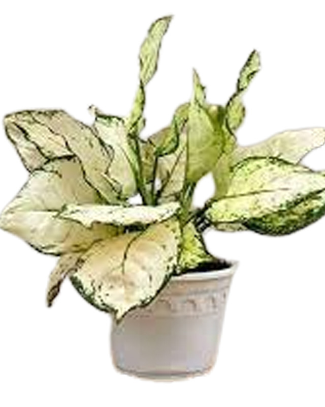 Aglaonema White