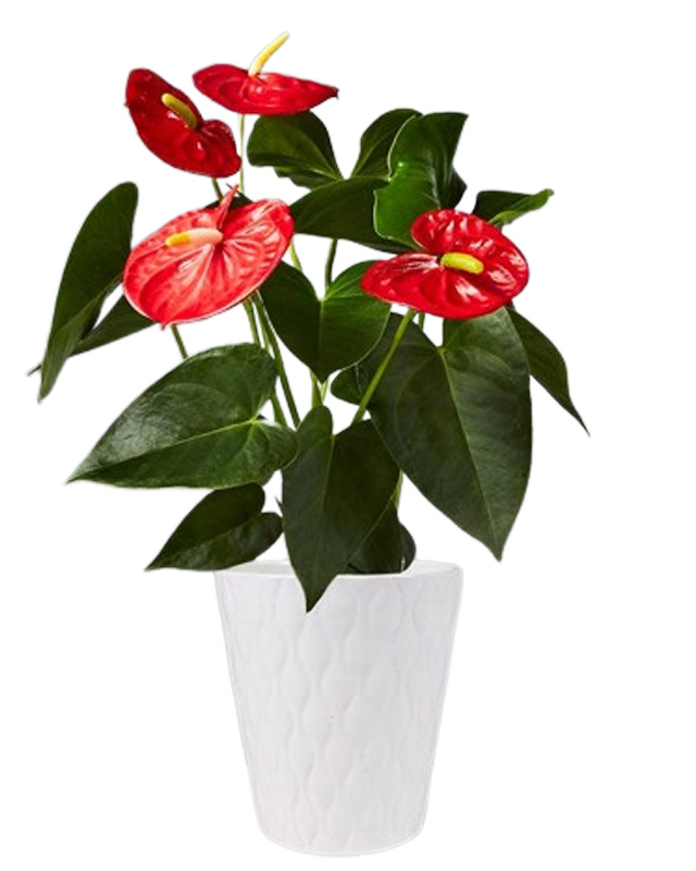 Anthurium