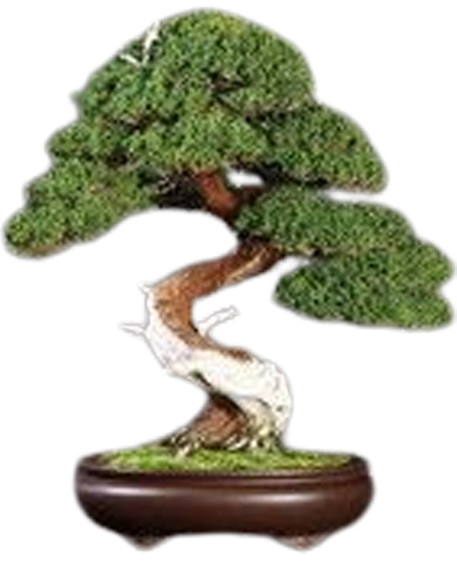 Bonsai