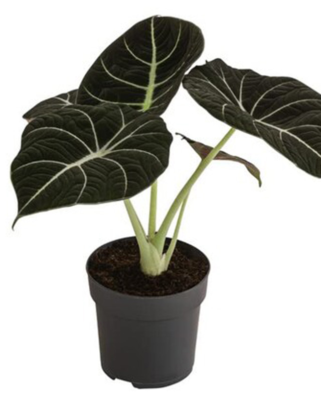 Black Alocasia