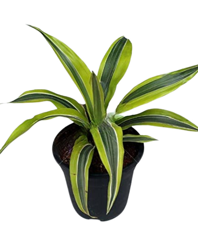 Dracaena Lime