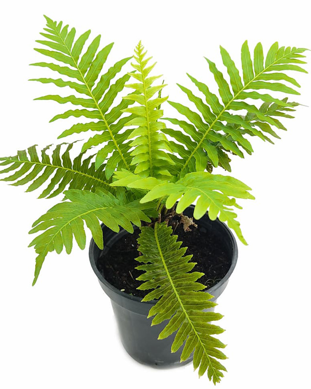 Fern Mix