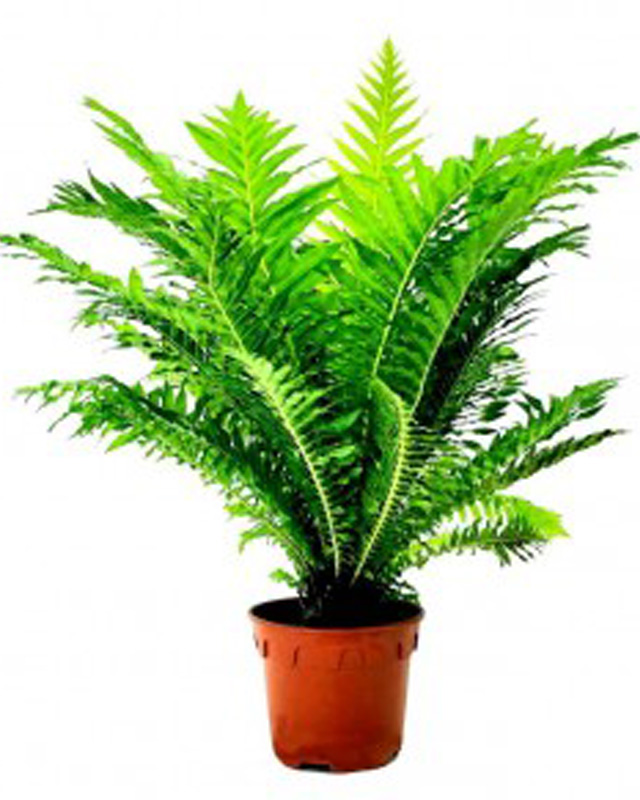 Tree fern 6 inch Pot