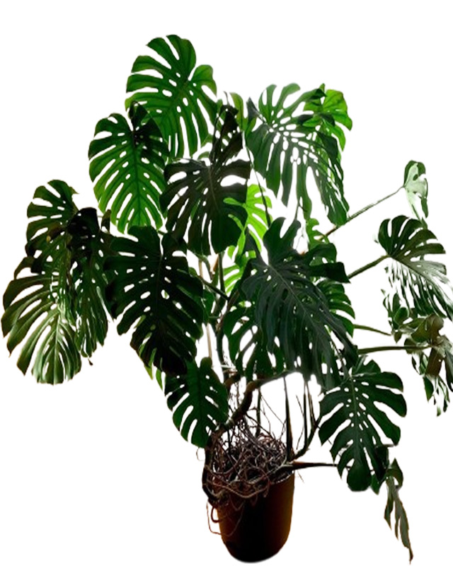 Monstera Big