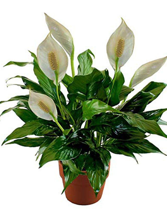 Peace Lily