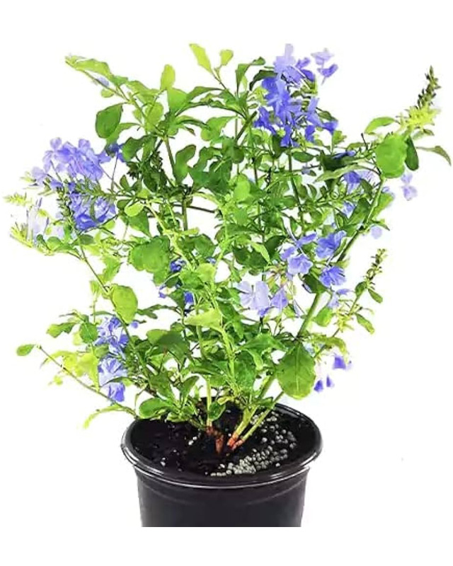 Plumbago