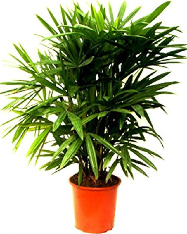 Rhapis Palm