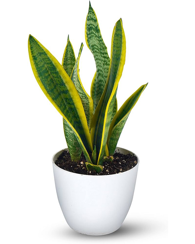 Snake Plants