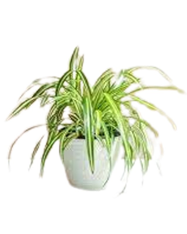 Spider Plants