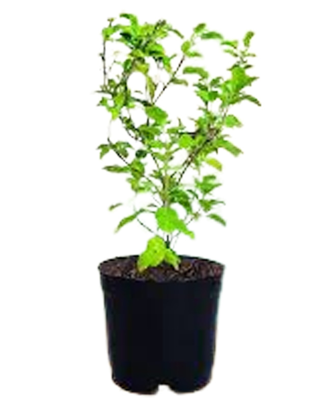 Tulsi